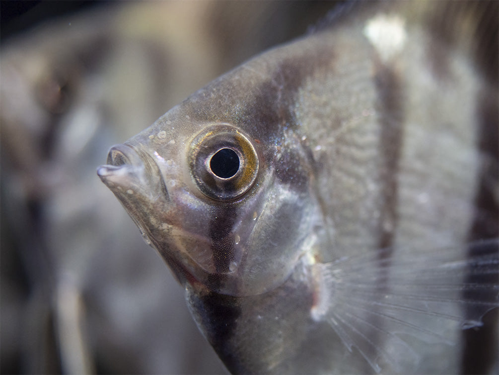 Rio Xingu Angelfish (Pterophyllum scalare), Tank-Bred