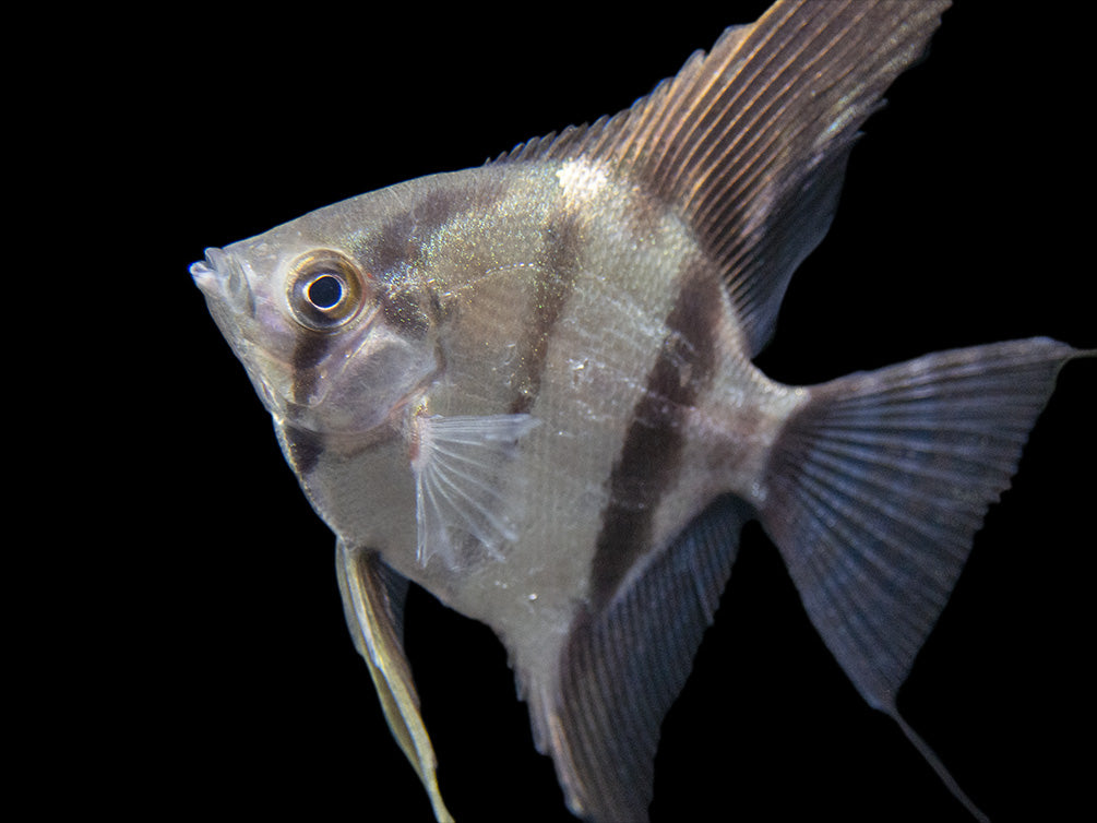 Rio Xingu Angelfish (Pterophyllum scalare), Tank-Bred