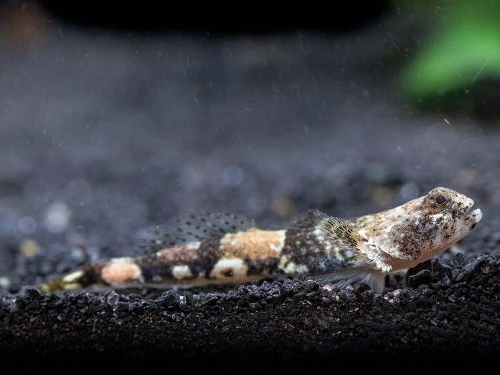 Indonesian Dragon Micro Goby (Schismatogobius risdawatiae)