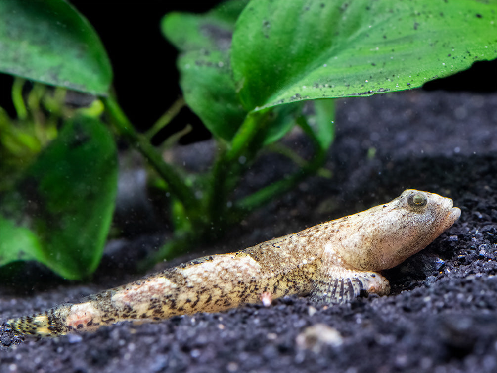 Indonesian Dragon Micro Goby (Schismatogobius risdawatiae)