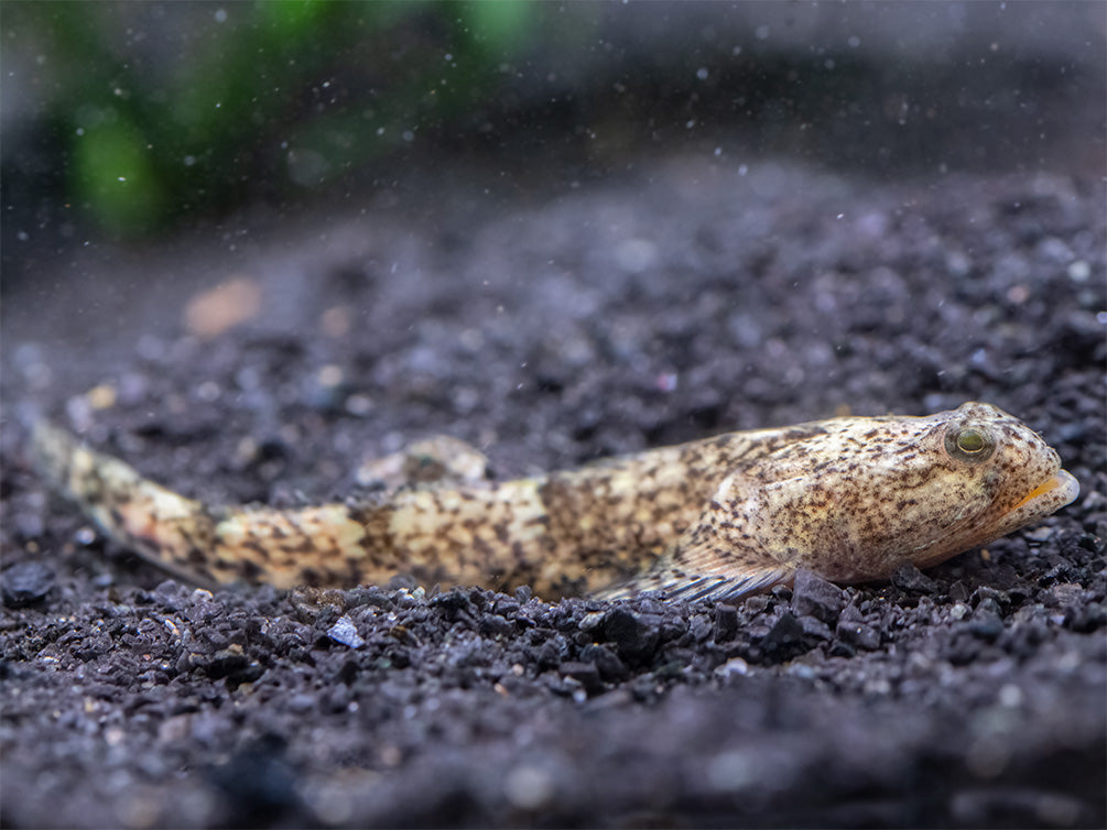 Indonesian Dragon Micro Goby (Schismatogobius risdawatiae)