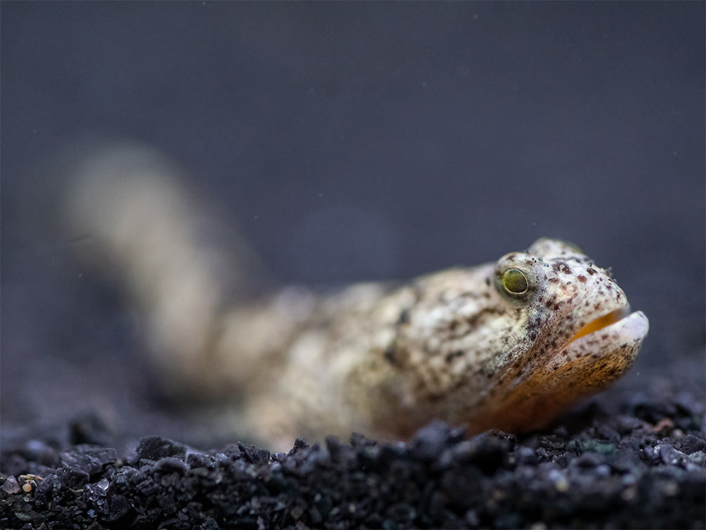 Indonesian Dragon Micro Goby (Schismatogobius risdawatiae)