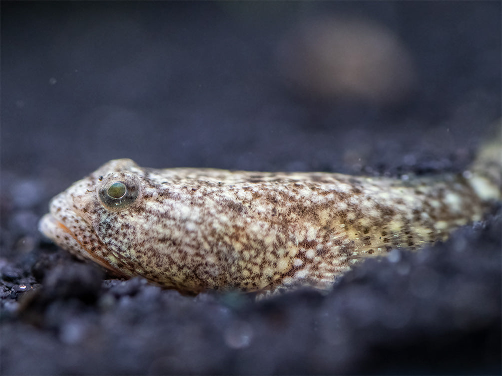 Indonesian Dragon Micro Goby (Schismatogobius risdawatiae)