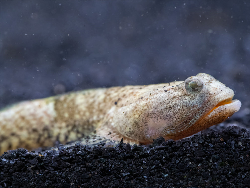 Indonesian Dragon Micro Goby (Schismatogobius risdawatiae)