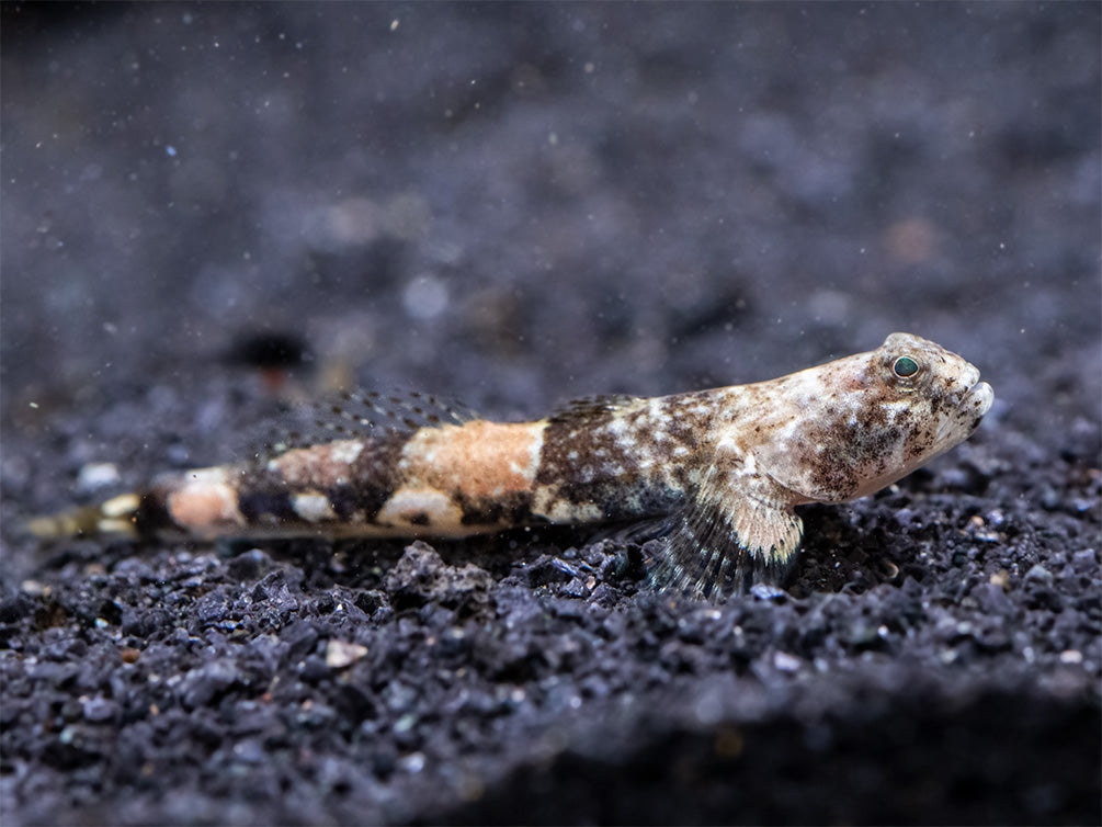 Indonesian Dragon Micro Goby (Schismatogobius risdawatiae)