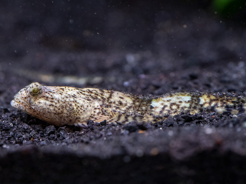 Indonesian Dragon Micro Goby (Schismatogobius risdawatiae)