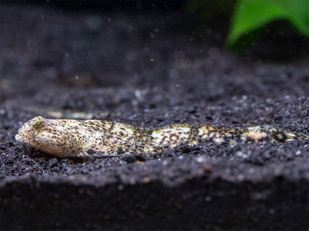 Indonesian Dragon Micro Goby (Schismatogobius risdawatiae)