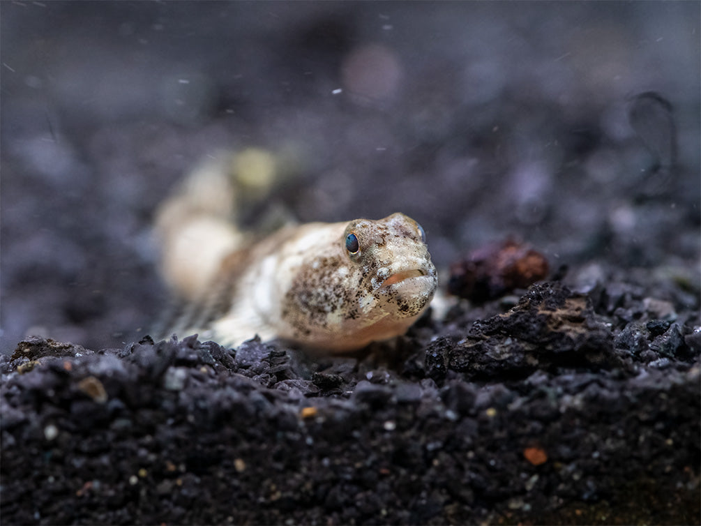 Indonesian Dragon Micro Goby (Schismatogobius risdawatiae)