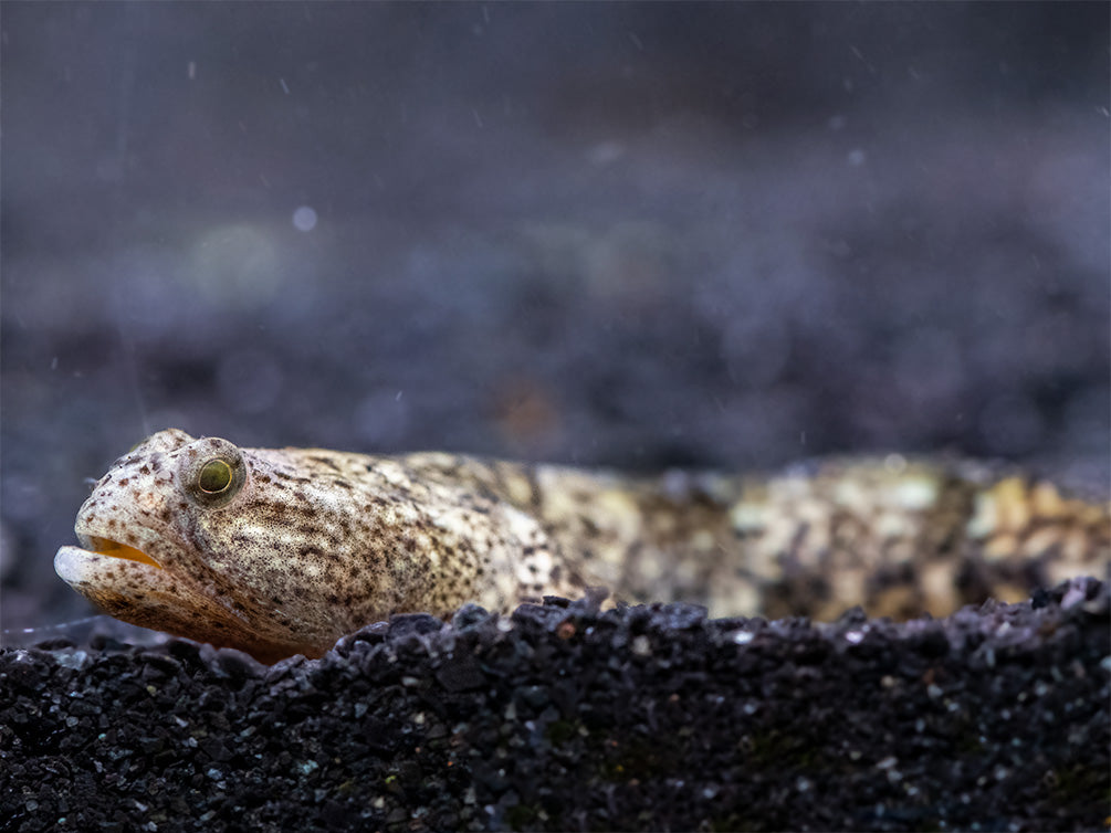 Indonesian Dragon Micro Goby (Schismatogobius risdawatiae)