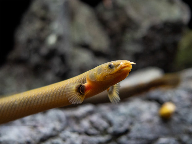 Erpe Fish Ropefish AKA Reedfish (Erpetoichthys calabaricus) – Aquatic Arts