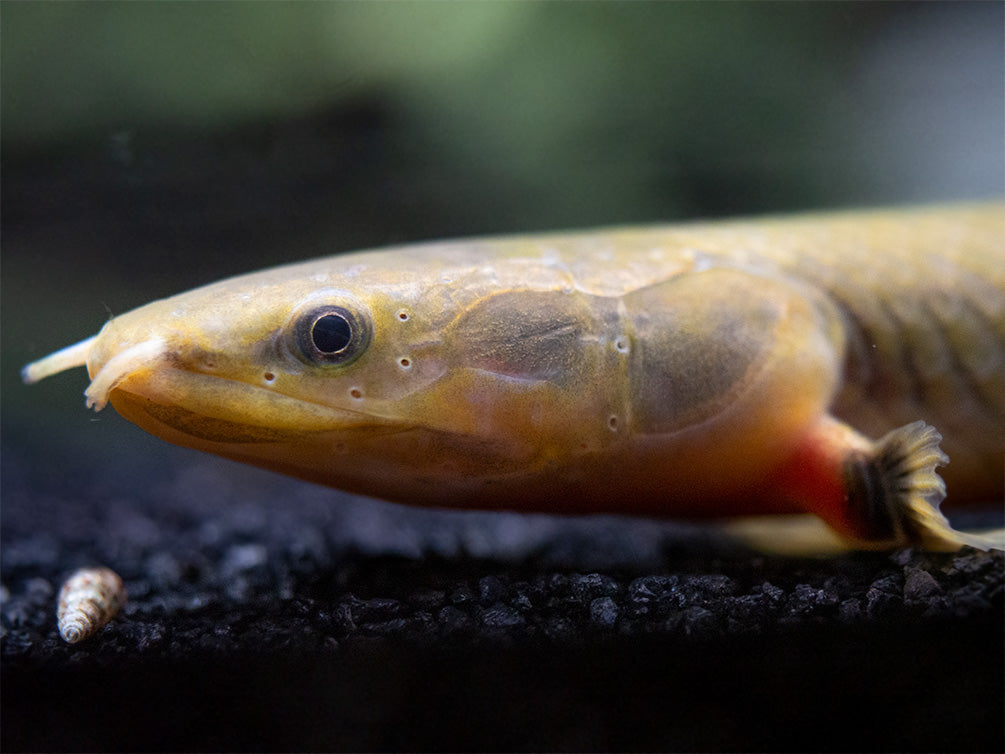 Eels Rope Fish Rope Eel Fish