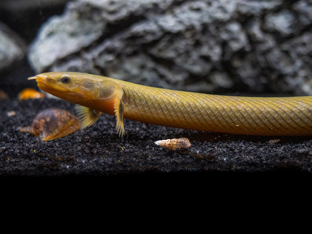 Eels Rope Fish Rope Eel Fish