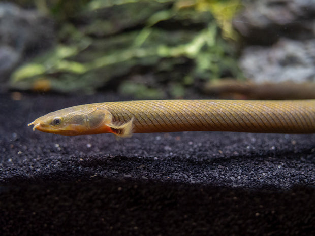 Erpe Fish Ropefish AKA Reedfish (Erpetoichthys calabaricus) – Aquatic Arts