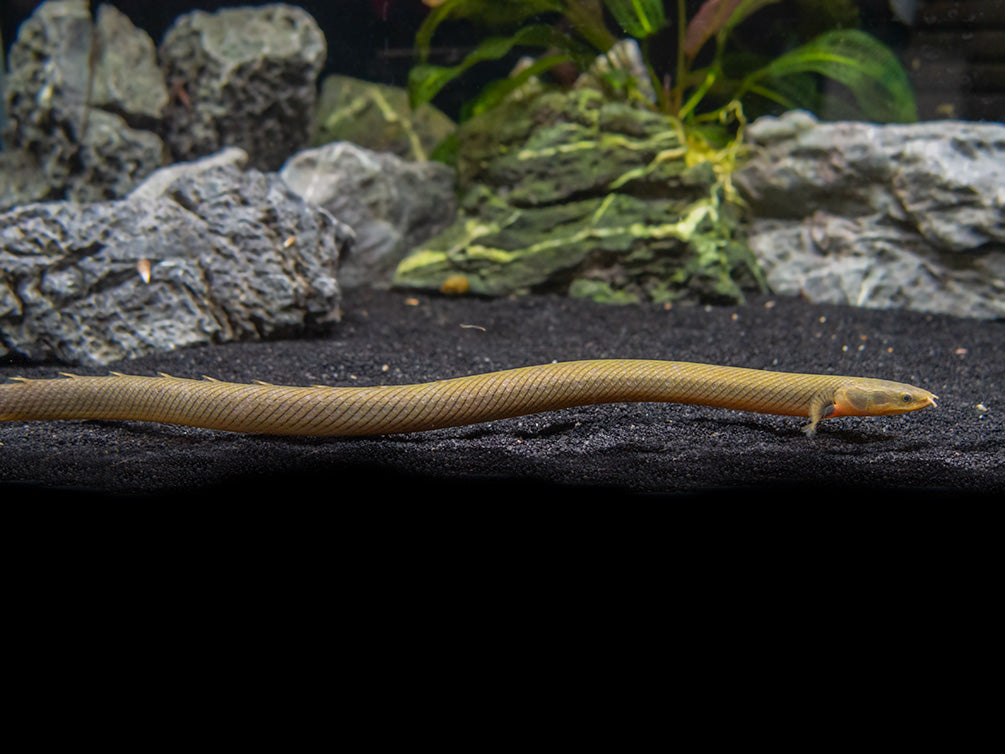 Eels Rope Fish Ropefish AKA Reedfish (Erpetoichthys calabaricus) β Aquatic Arts