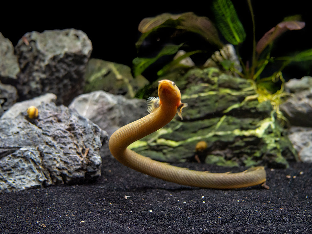Ropefish AKA Reedfish (Erpetoichthys calabaricus) – Aquatic Arts