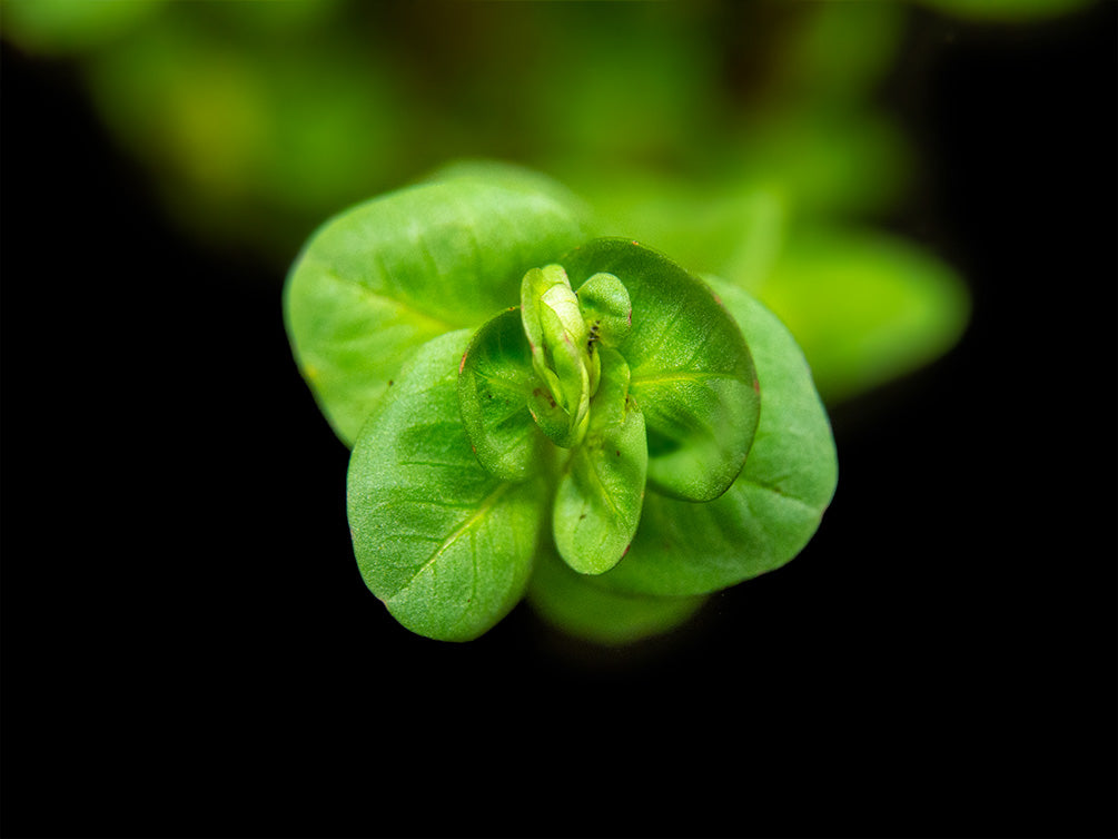 Rose Red Rotala (Rotala macrandra), bunch