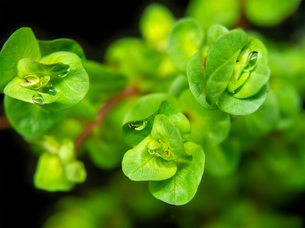 Rose Red Rotala (Rotala macrandra), bunch