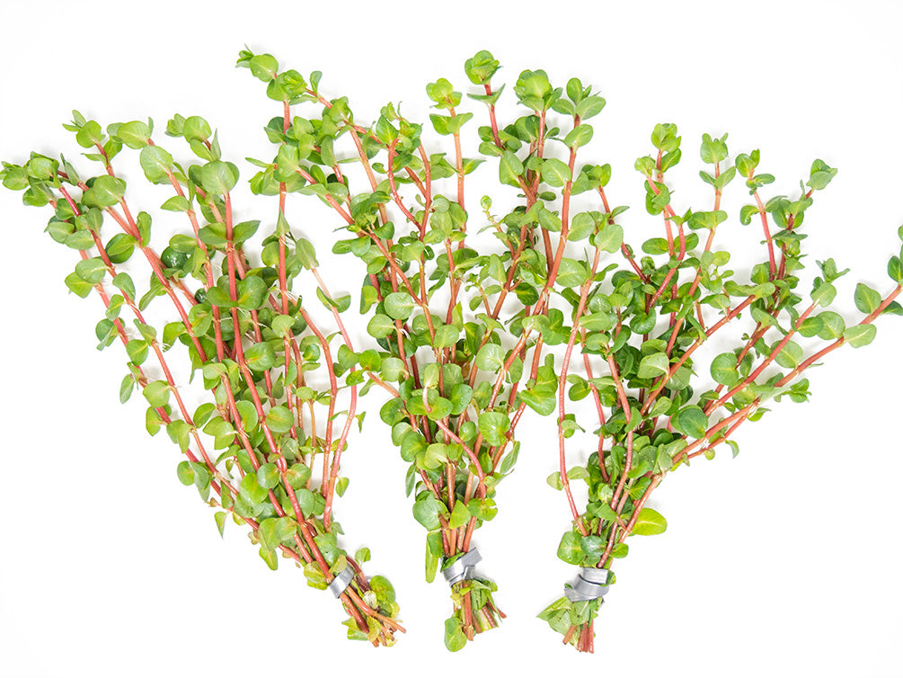 Rose Red Rotala (Rotala macrandra), bunch