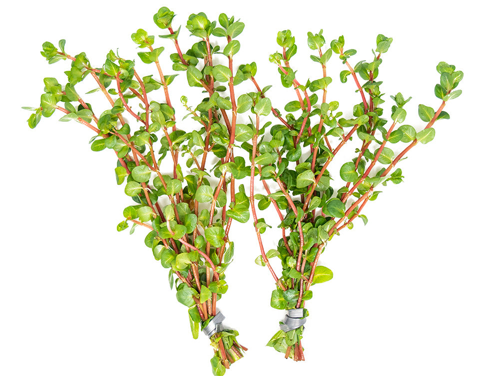 Rose Red Rotala (Rotala macrandra), bunch