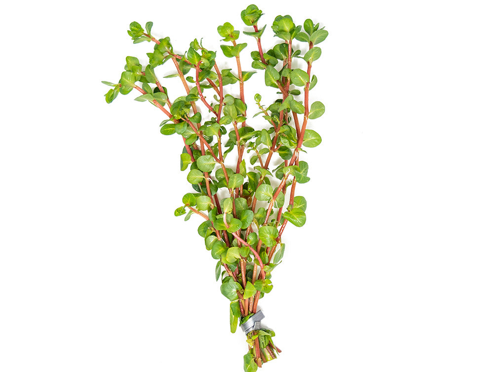 Rose Red Rotala (Rotala macrandra), bunch