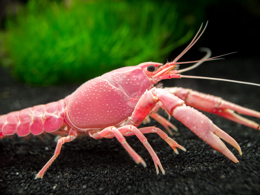 Pink Sakura Clarkii Crayfish (Procambarus clarkii var. “Sakura Pink Clarkii”), Tank-Bred