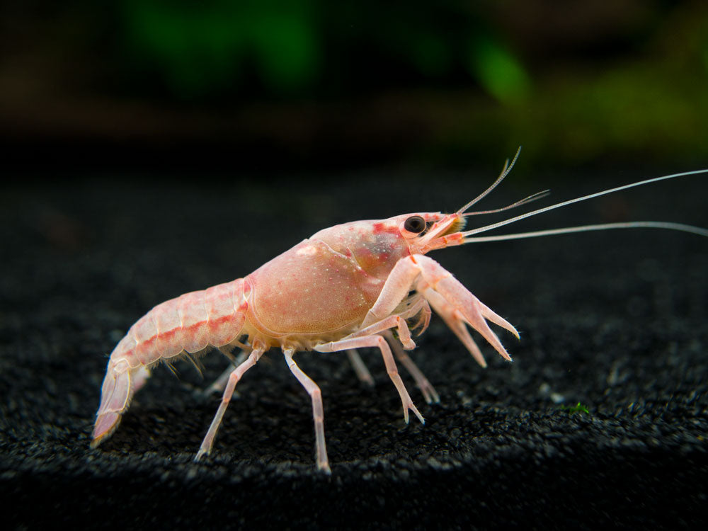 Pink Sakura Clarkii Crayfish (Procambarus clarkii var. “Sakura Pink Clarkii”), Tank-Bred