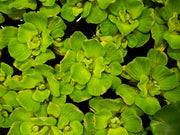 Rosette Water Lettuce (Pistia stratiotes)