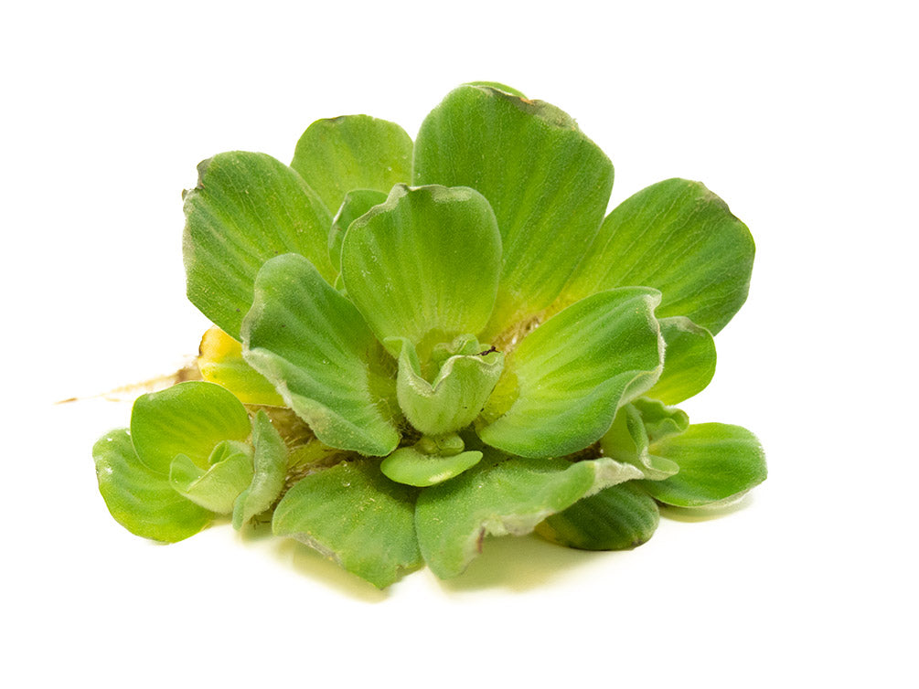 Rosette Water Lettuce (Pistia stratiotes)