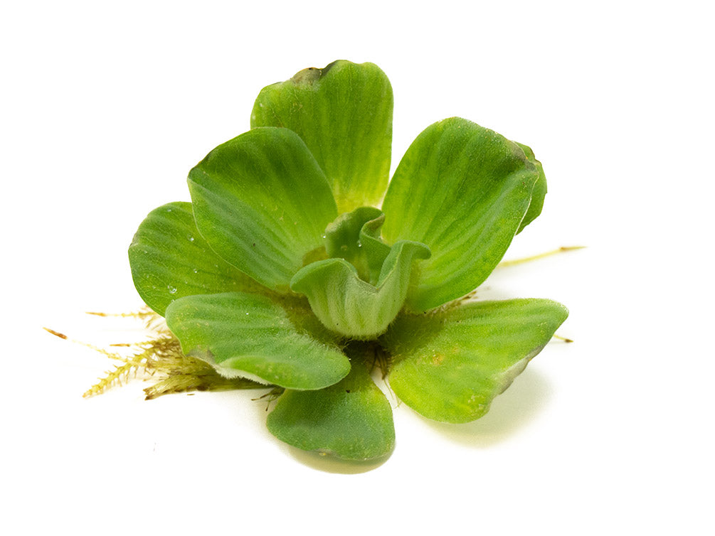 Rosette Water Lettuce (Pistia stratiotes)