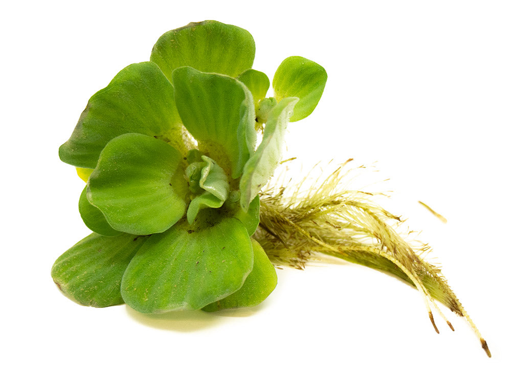 Rosette Water Lettuce (Pistia stratiotes)