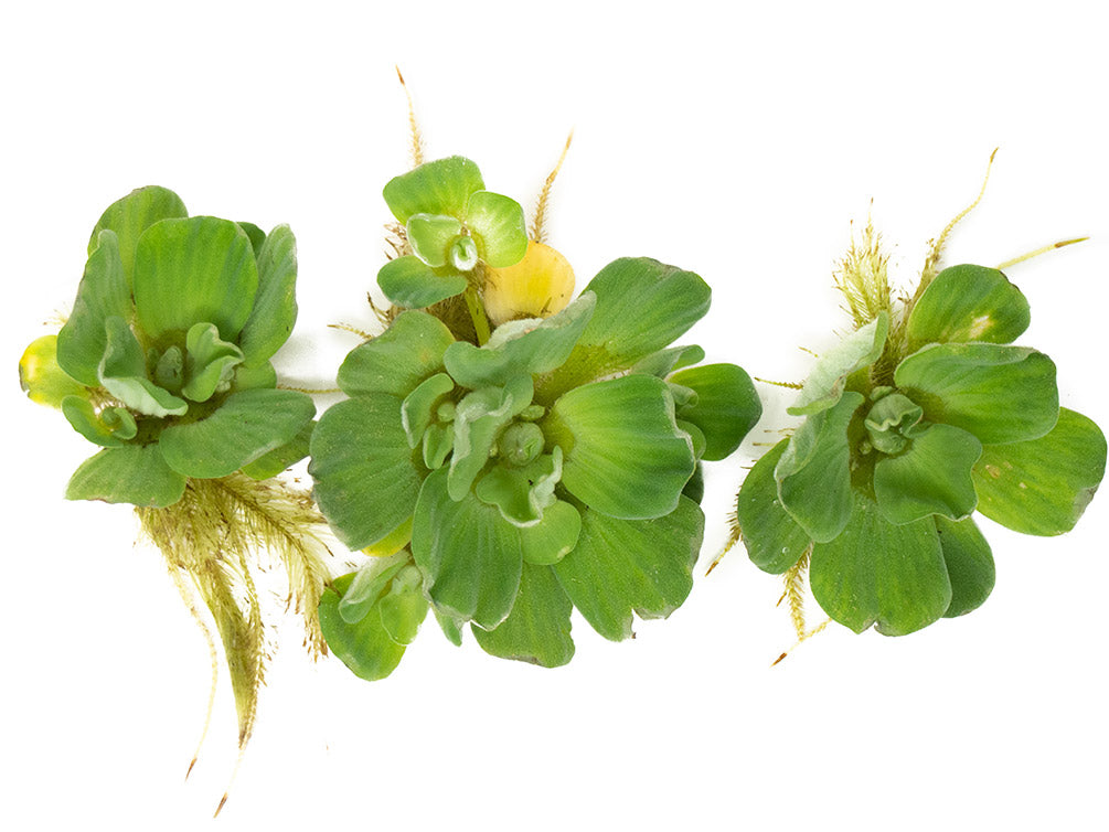 Rosette Water Lettuce (Pistia stratiotes)