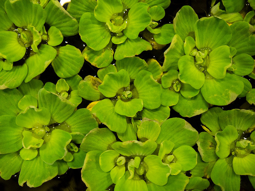 Rosette Water Lettuce (Pistia stratiotes)