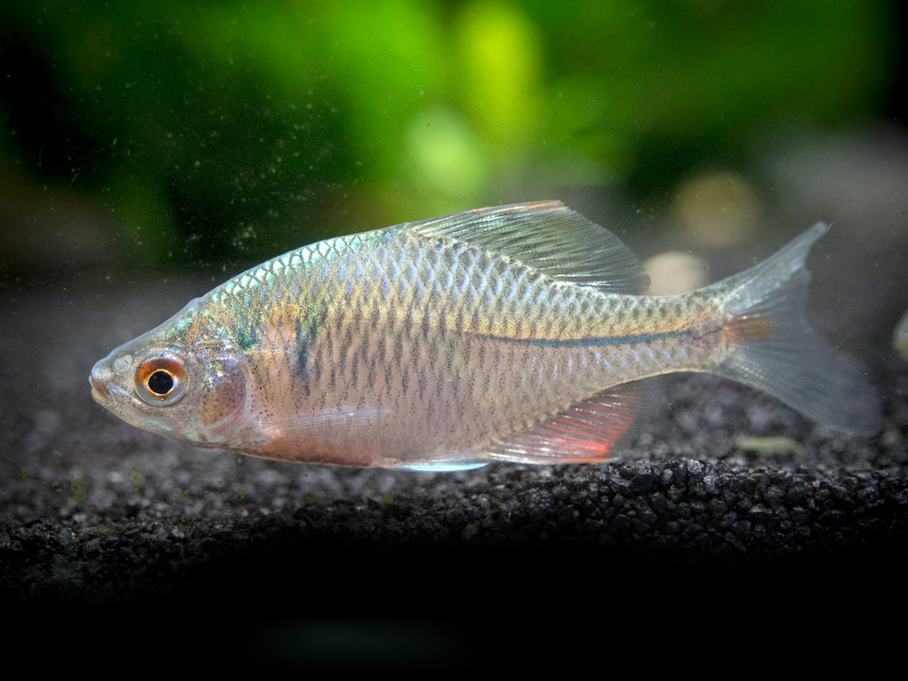 Rosy Bitterling (Rhodeus ocellatus ocellatus)