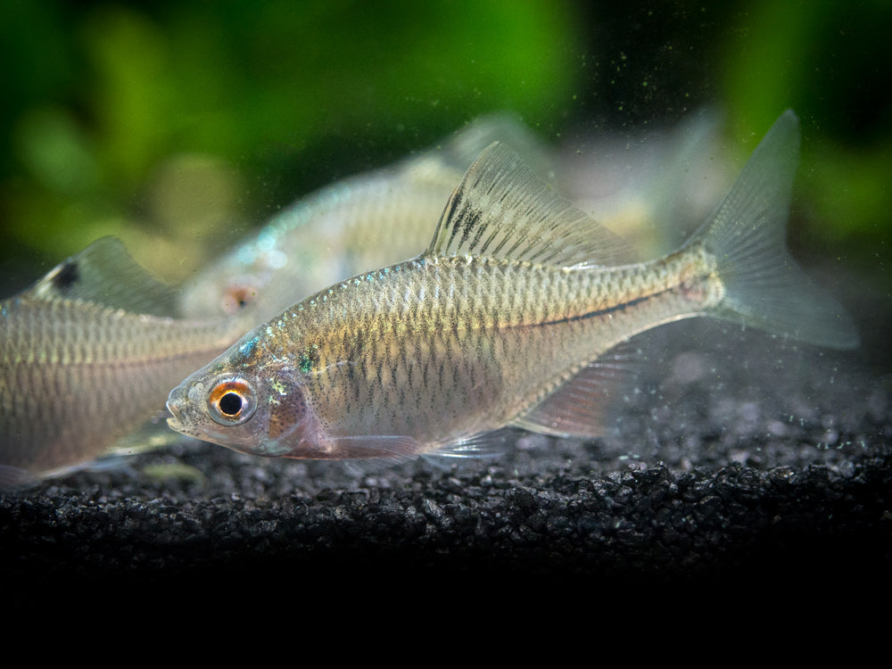 Rosy Bitterling (Rhodeus ocellatus ocellatus)