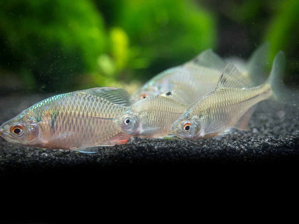 Rosy Bitterling (Rhodeus ocellatus ocellatus)