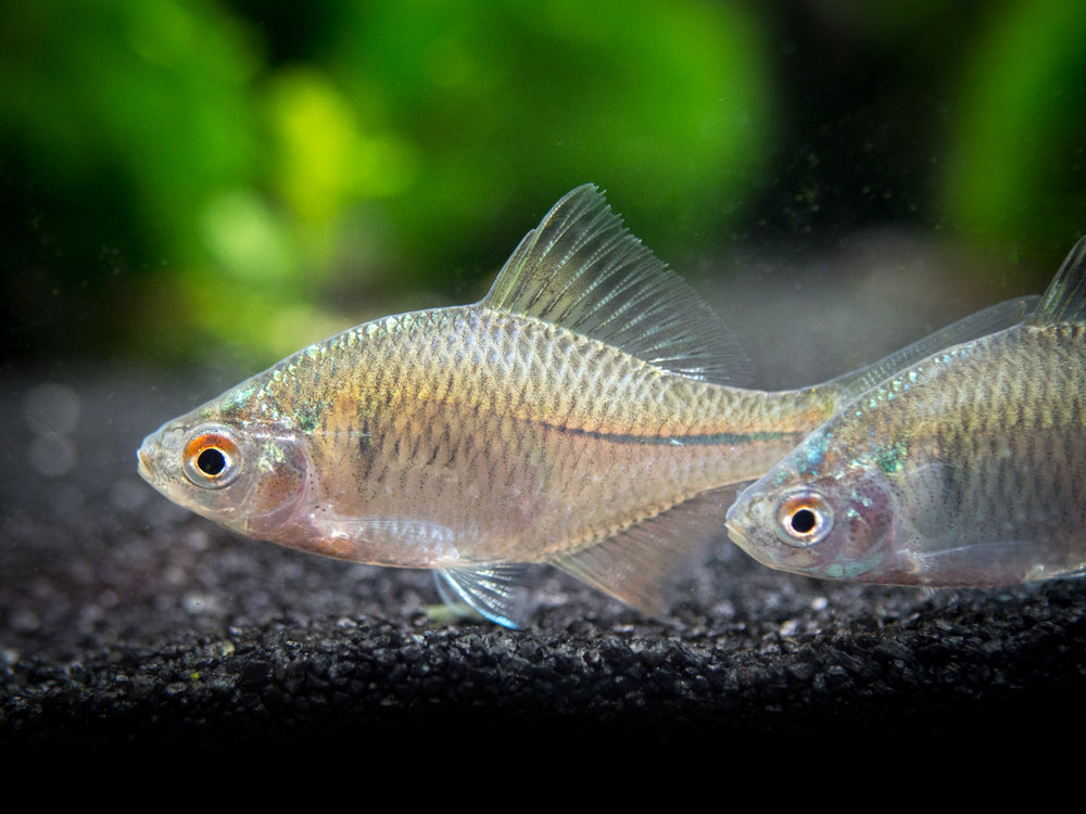 Rosy Bitterling (Rhodeus ocellatus ocellatus)