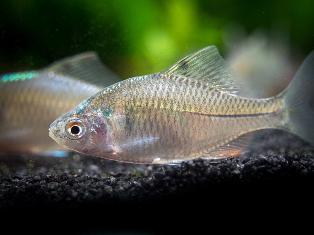 Rosy Bitterling (Rhodeus ocellatus ocellatus)