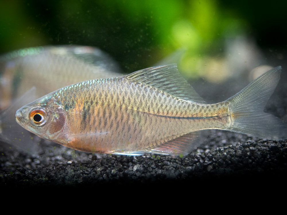 Rosy Bitterling (Rhodeus ocellatus ocellatus)