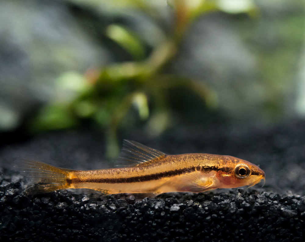 Sumatran Neon Loach (Pangio bitaimac) - Aquatic Arts on sale today for $  34.99