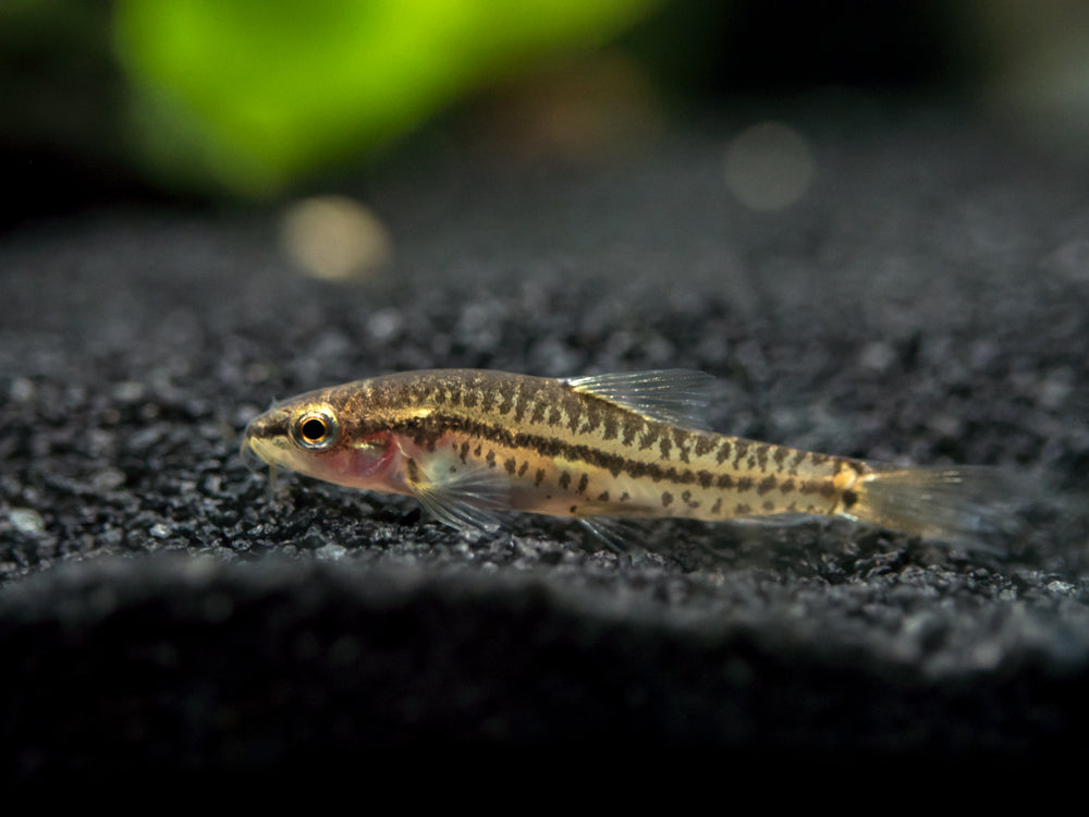 Rosy Loach/ Botia fish for sale