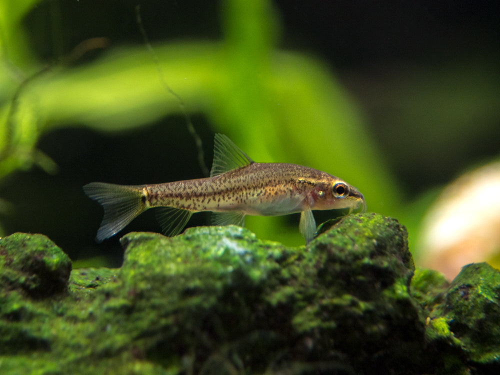 Sumatran Neon Loach (Pangio bitaimac) - Aquatic Arts on sale today for $  34.99