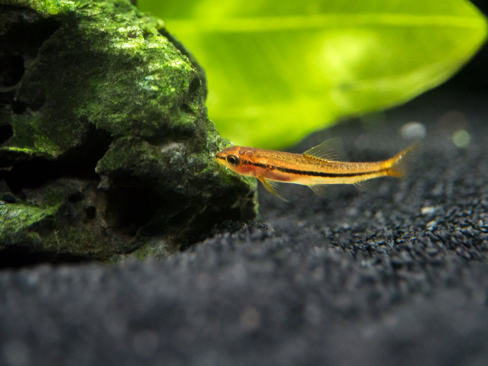 Sumatran Neon Loach (Pangio bitaimac) - Aquatic Arts on sale today for $  34.99