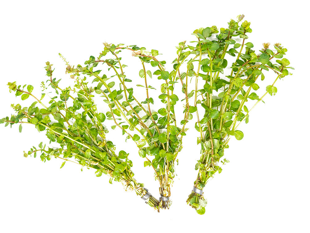 Rotala indica, Bunched