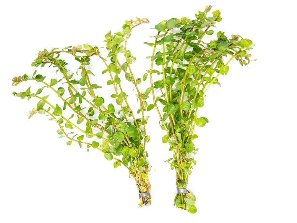 Rotala indica, Bunched