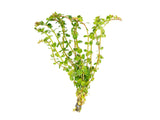 Rotala indica, Bunched