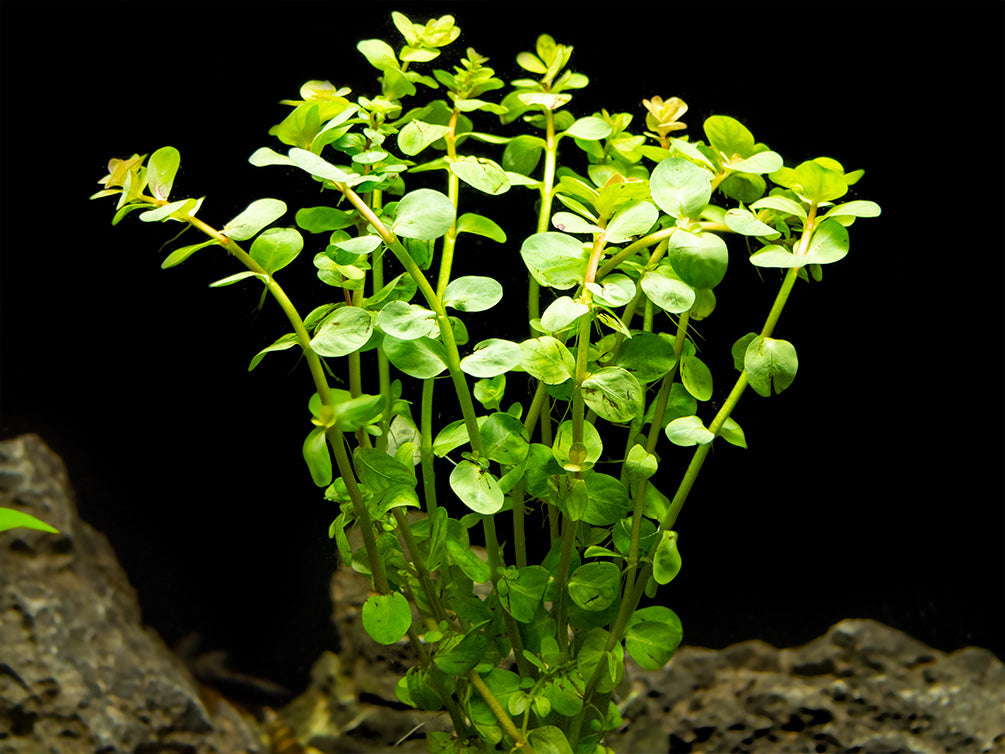 Rotala indica, Bunched