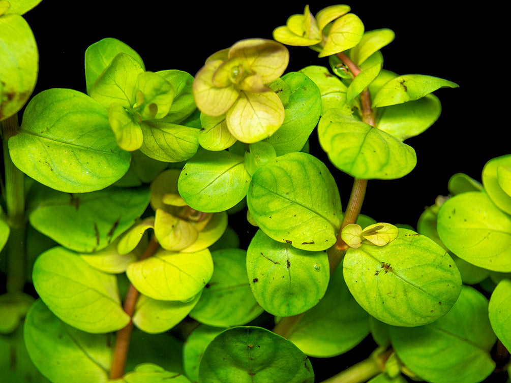 Rotala indica, Bunched