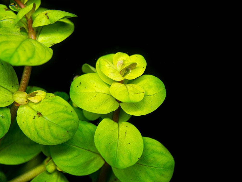 Rotala indica, Bunched