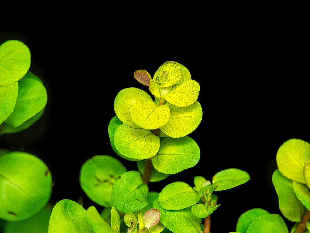 Rotala indica, Bunched