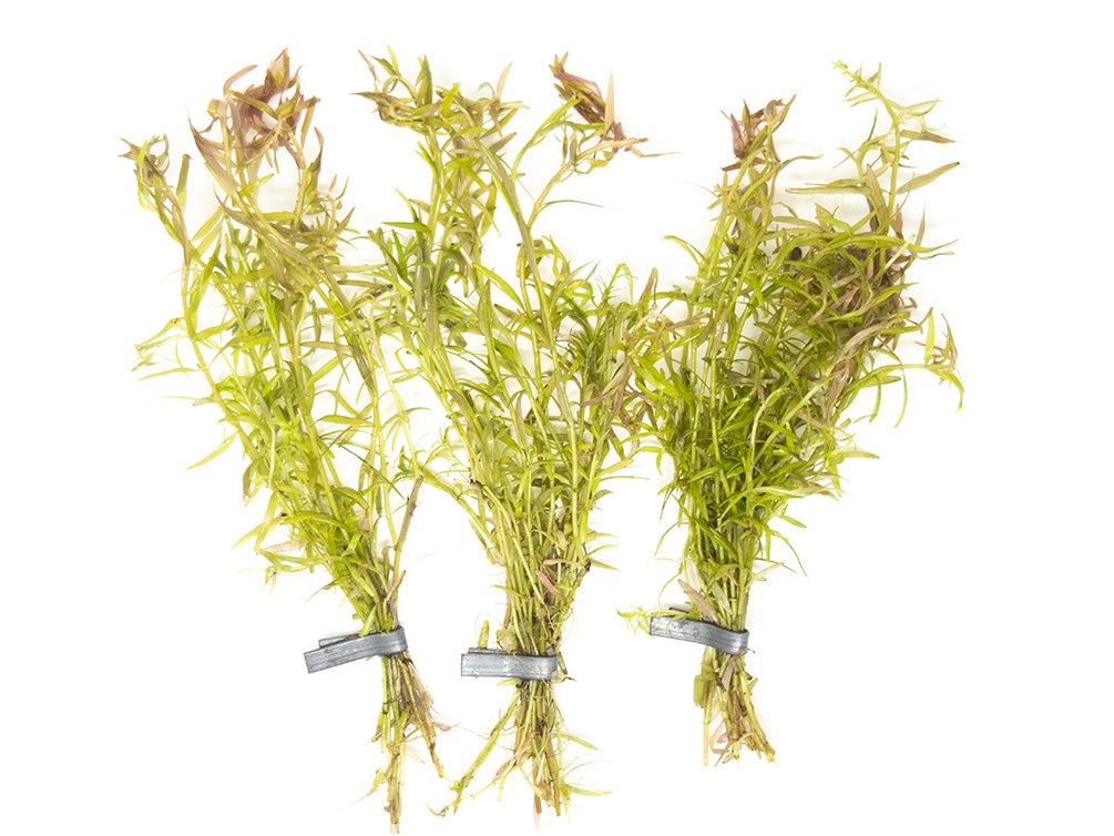 Rotala Orange Juice, Bunch with lead, Aquatic Arts Grown!